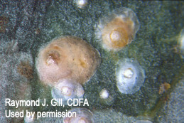 Female (tan) and male (white) oleander scales.