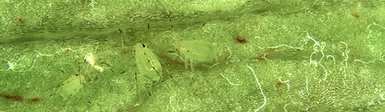 Foxglove aphids, Aulacorthum solani, on lettuce.