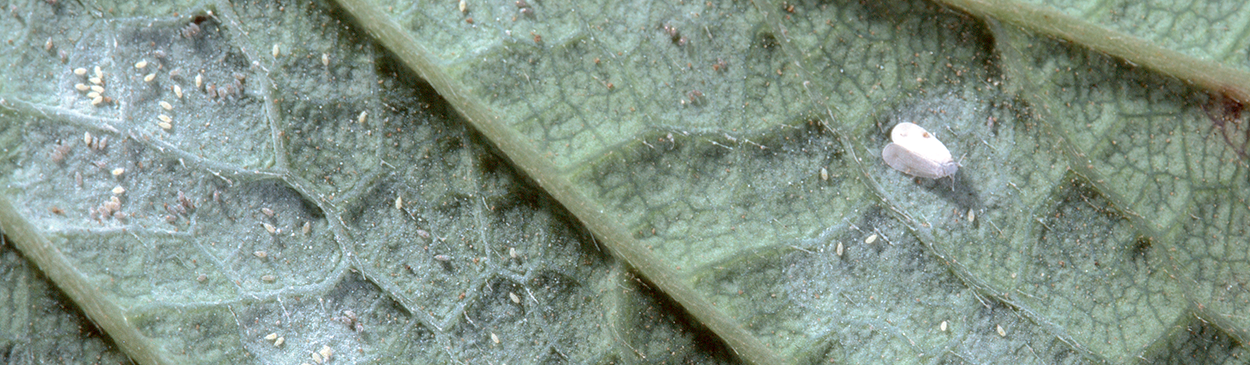 Adult iris whitefly, Aleyrodes spiraeoides, on underside of leaf with its eggs in patches of wax that resemble powdery mildew.