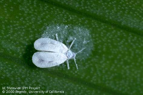 Adult iris whitefly.