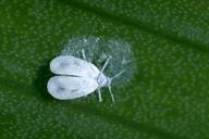 Adult iris whitefly.