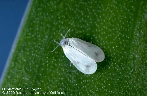 Adult iris whitefly.