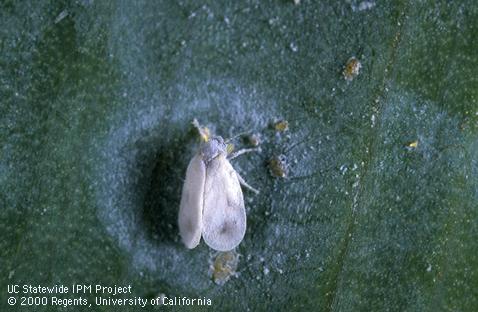 Iris whitefly eggs, nymphs, and female in a wax circle on an iris leaf.