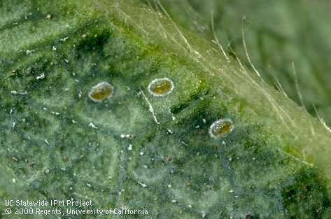 Nymph of iris whitefly.