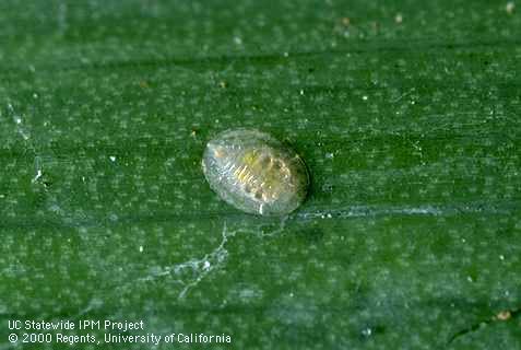 Nymph of iris whitefly.