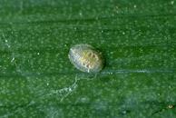 A close-up of a small insect nymph on a green leaf. The nymph is oval-shaped, translucent, and has textured, slightly ridged surface.