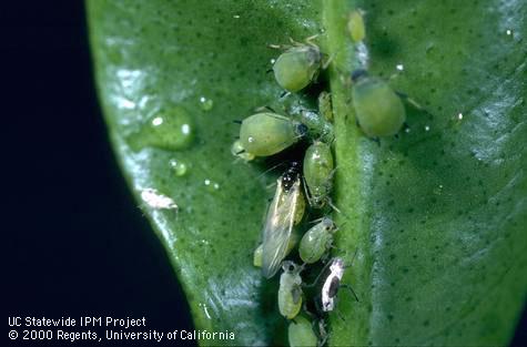 Adults and nymphs of spirea aphid, <i>Aphis spiraecola</i>, and honeydew they excreted on a leaf.