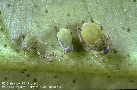 Nymphs of spirea aphid, <i>Aphis spiraecola</i>, feeding on a leaf.