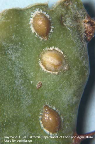 Adult female euphorbia pit scales, <i>Asterolecanium stentae.</i>.