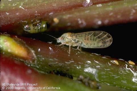 Adult acacia psyllid.