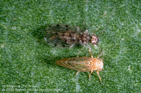 Adult acacia psyllid.