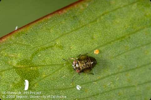 Nymph of acacia psyllid.