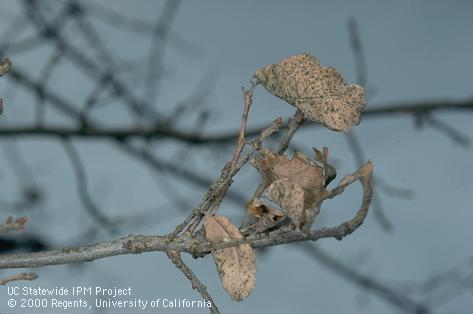 Crop damaged by golden oak scale.