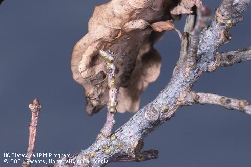 Dead foliage clinging to twig heavily infested with golden oak scale, <I>Asterodiaspis variolosa.</I>.