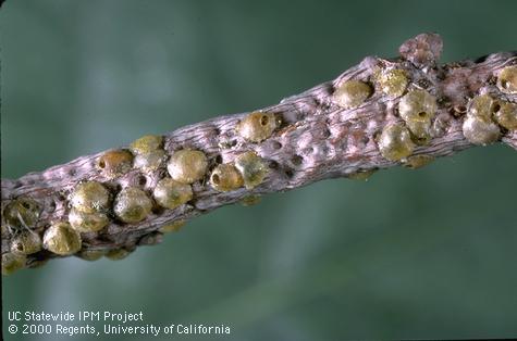 Golden oak scales, <i>Asterodiaspis variolosa,</i> and pits made by scales that have dropped off this California black oak twig.