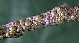 Golden oak scale and its feeding pits on twig.