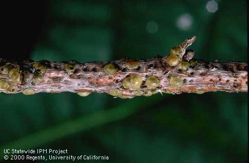 Adult golden oak scales and the pitting they cause.