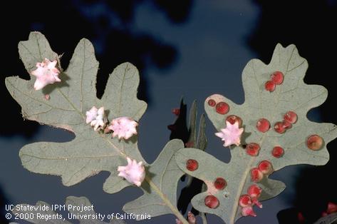 Spined turban galls caused by the wasp <i>Antron douglasii</i> and oak cone galls of <i>Andricus kingi</i> on underside of valley oak leaves.