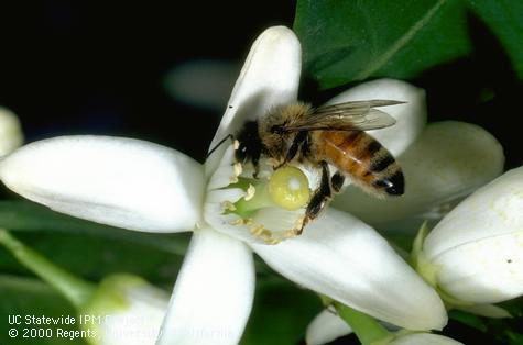 Adult honey bee, <i>Apis mellifera.</i>.