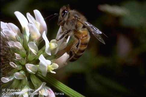 Adult honey bee, <i>Apis mellifera,</i> on blossom of white clover, <i>Trifolium repens.</i>.