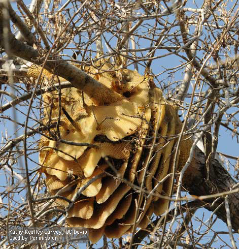 Feral beehive with combs.