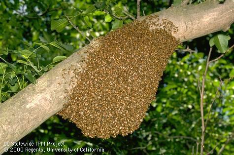 warm of honey bees on a walnut tree limb.