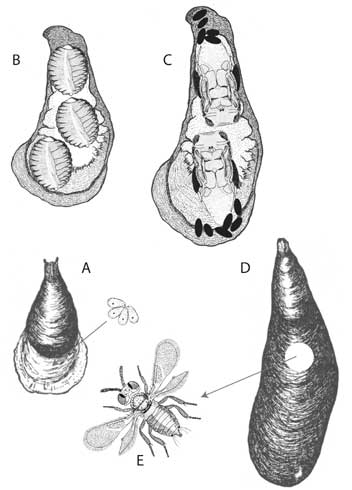 Life stages of the parasitic wasp Aphytis lepidosaphes: A. eggs laid under the cover and on the scale body, B. larvae feeding under the cover externally on the scale body, C. pupae and wasp meconium (excrement), D. emergence hole of adults, E. adult wasp. The body of the adult wasp is about 1/25 inch (1 mm) long.