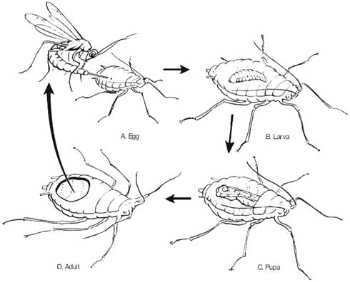 Illustrated life cycle of an aphid parasite showing adult wasp laying an egg into the body of an aphid, the larva inside the aphid, the pupa inside the aphid and an aphid with a hole in it where the adult wasp parasite has emerged. Credit: David Kidd