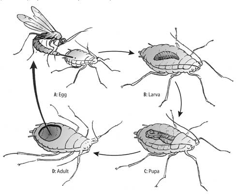 In many species, only the immature stage of a parasite feeds on the host, as illustrated with this aphid parasite. A. An adult parasite lays an egg inside a live aphid. B. The egg hatches into a parasite larva that grows as it feeds on the aphid's insides. C. The parasite kills the aphid and pupates inside the mummified host. D. The wasp adult chews a hole, emerges, and seeks other aphids to parasitize.