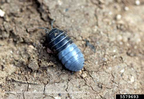 Adult common pillbug, <i>Armadillidium vulgare</i>, recently molted with the bluish rear segments not yet fully sclerotized (hardened).