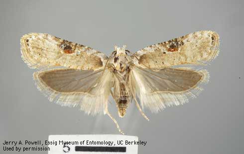 Adult European palearctic moth, <i>Agonopterix alstroemeriana.</i>.