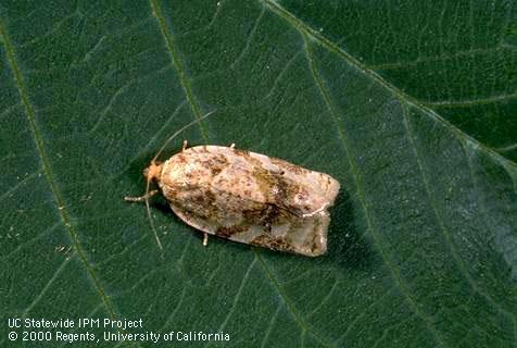 Fruittree leafroller, <i>Archips argyrospila,</i> adult (moth).