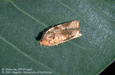 Adult fruittree leafroller, <I>Archips argyrospila.</I>.