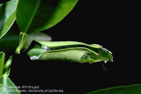 Crop damaged by fruittree leafroller.