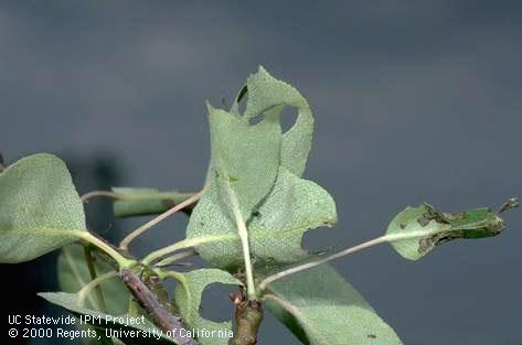 Crop damaged by fruittree leafroller larva.