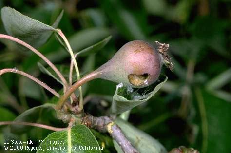 Crop damaged by fruittree leafroller.