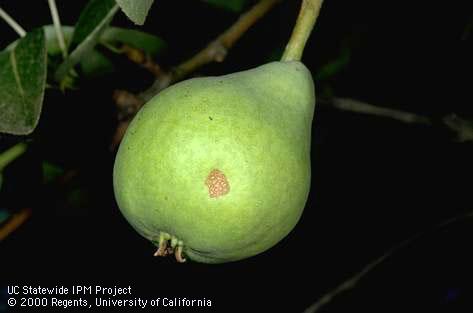 Crop damaged by fruittree leafroller.