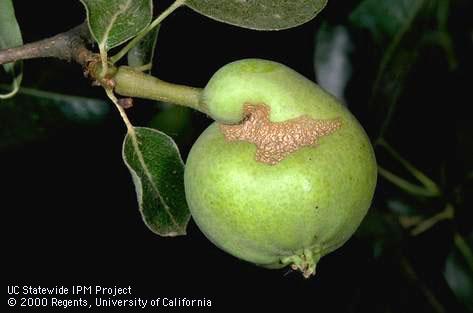 Crop damaged by fruittree leafroller.