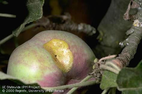 Crop damaged by fruittree leafroller.