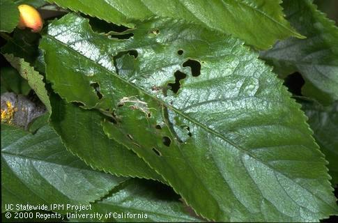 Crop damage by fruittree leafroller.