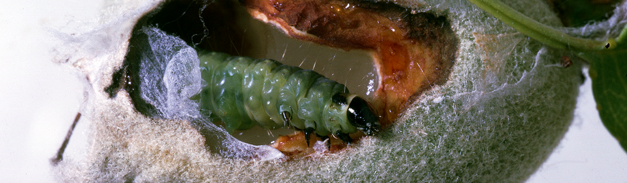 Fruittree leafroller larva feeding in a young nut. 