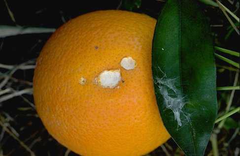 Fruit tree leafroller webbing against citrus fruit.