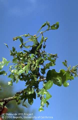 Valley oak tree leaves chewed by fruittree leafroller larvae.