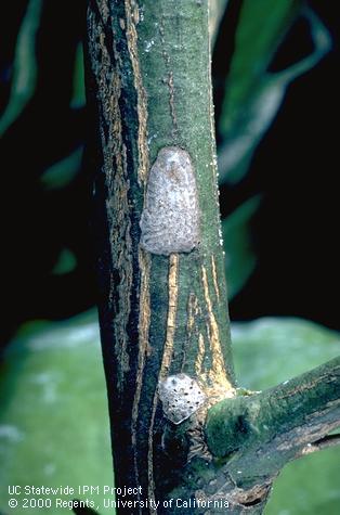 Two egg masses of fruittree leafroller, <i>Archips argyrospila.</i> Eggs in one group have hatched (below), those with holes.