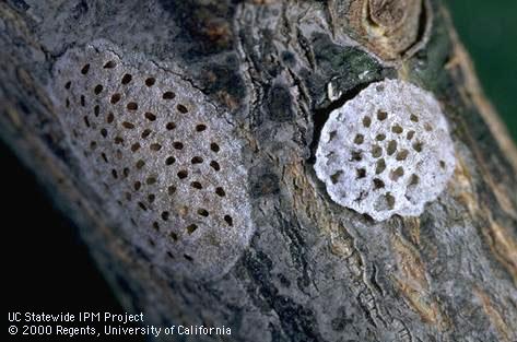 Two fruittree leafroller egg masses.