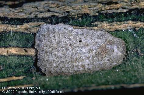 Unhatched fruittree leafroller egg mass.