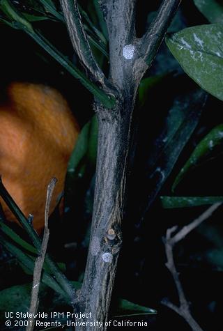 Egg of fruittree leafroller.