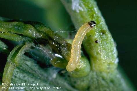 Young fruittree leafroller larva.