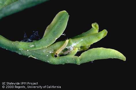 Young fruittree leafroller larva.