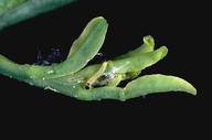 Young fruittree leafroller larva.